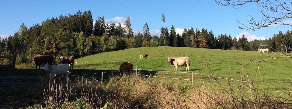 hotel gfrerer lipp feldkirchen im kaernten karinthie vakantie oostenrijk oostenrijkse alpen