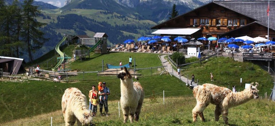 lamatrektochten gstaad berner oberland zwitserland tourismus gstaad